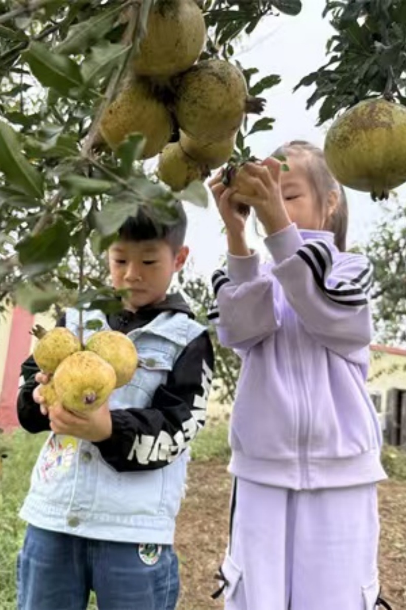 詩(shī)情畫(huà)意，童趣采摘——江蘇省徐州市銅山區(qū)劉集鎮(zhèn)東風(fēng)幼兒園關(guān)工委舉辦采摘活動(dòng)