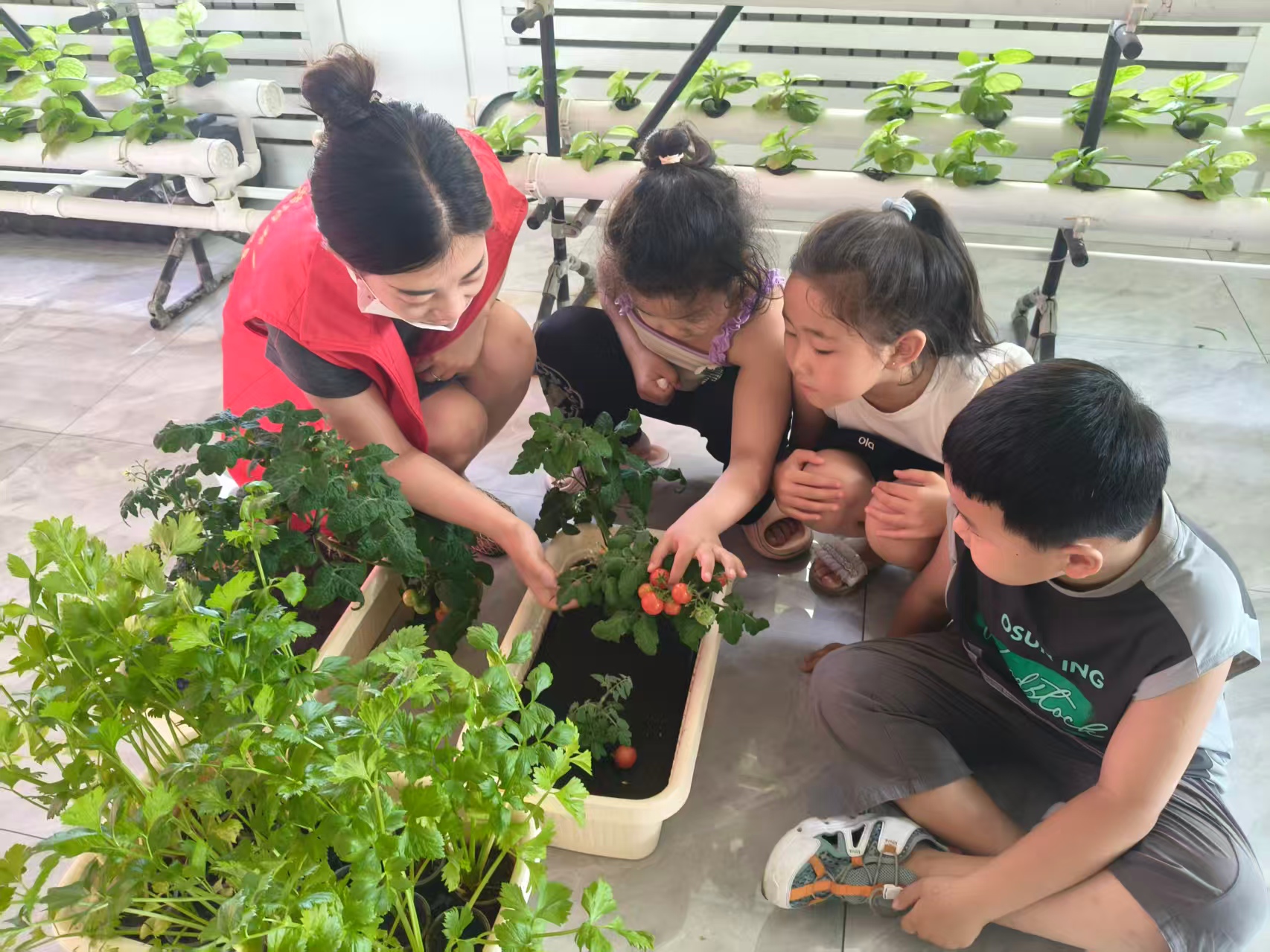 童手?jǐn)X得紅實(shí)艷 社心耕耘碩果豐——內(nèi)蒙古自治區(qū)赤峰市元寶山區(qū)西城街道新景四季東關(guān)工委開(kāi)展兒童采摘活動(dòng)