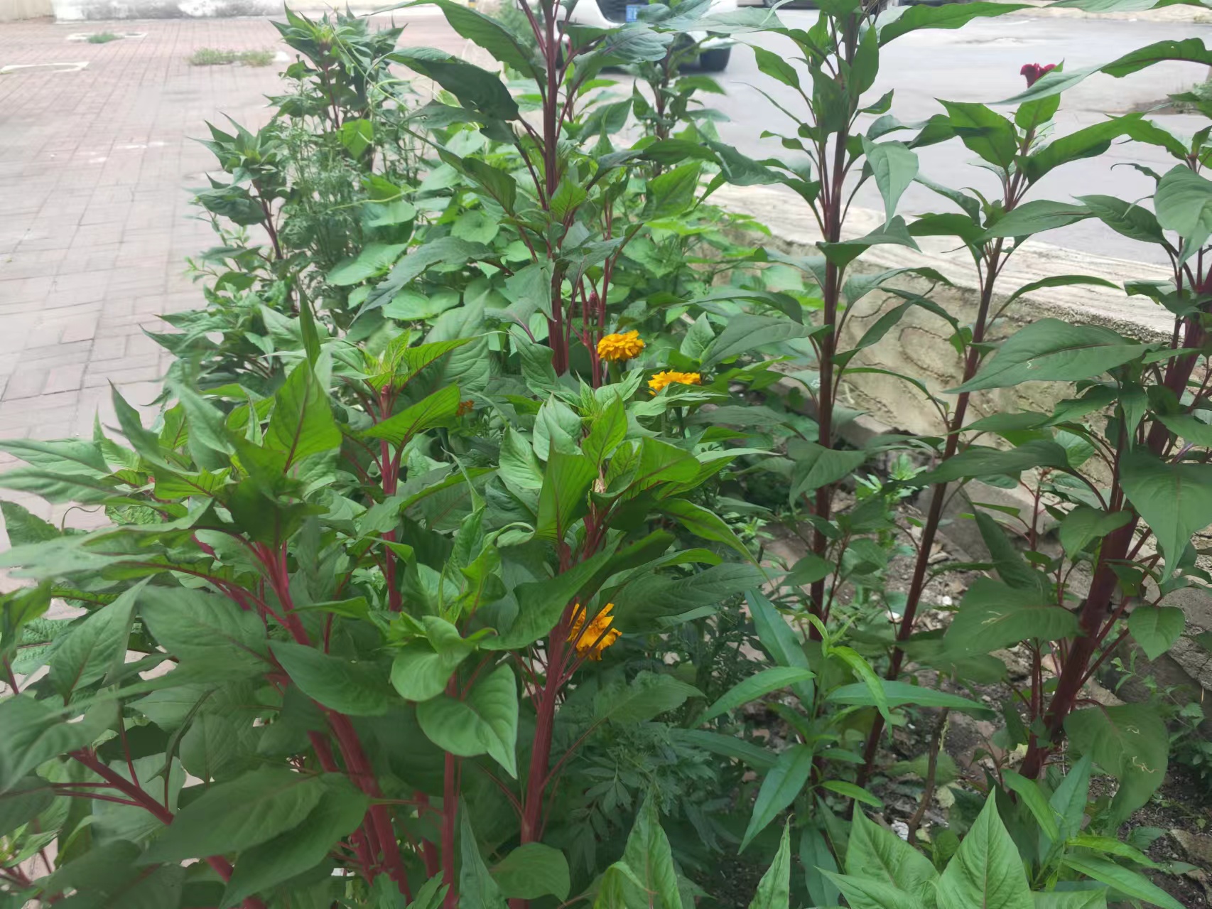 1723516938185415.jpg 微信圖片_20240806064120.jpg