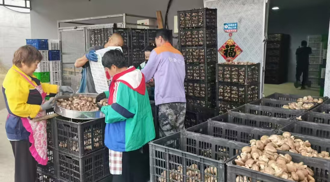 1733549056565521.jpg 微信圖片_20241207124656.jpg