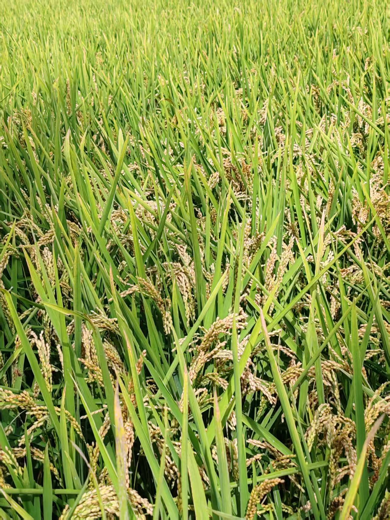 1756029237123680.jpg 30774946b7f09e3d71298d623c781a7.jpg